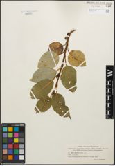 Foto von Salix barclayi Andersson